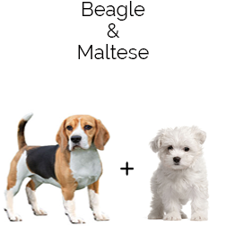 Malteagle Dog